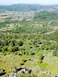 High angle view of trees on landscape