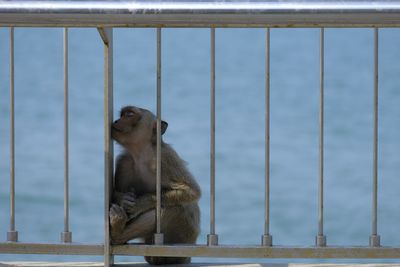 Monkey looking away in zoo