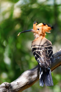 Close-up of bird perching on branch