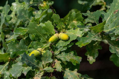 Close-up of berries growing on plant