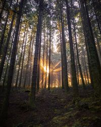 Sunlight streaming through trees in forest