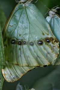 Close-up of plant