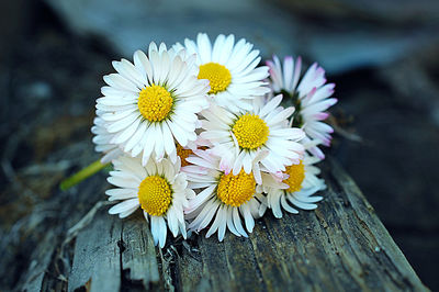 Close-up of white daisy flowers