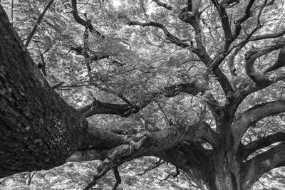 Low angle view of trees in forest