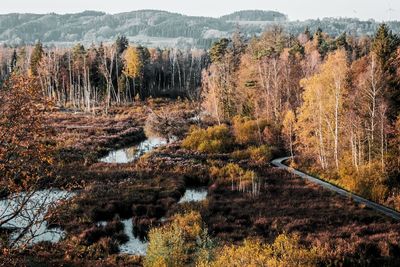 Scenic view of lake in forest during autumn