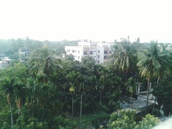 Palm trees in the city