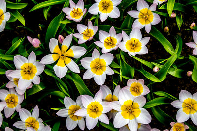 High angle view of white flowering plants