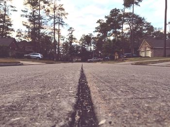 Surface level of road along trees