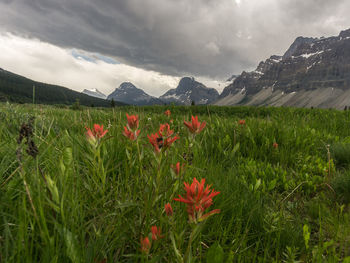 Scenic view of flowering plants on field against sky