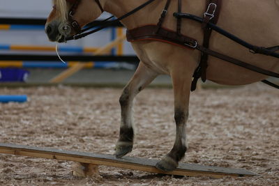 Low section of person riding horse