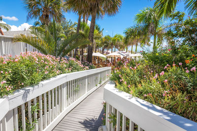 Footpath by palm trees in yard against sky