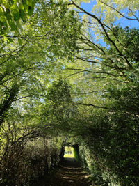 Low angle view of trees in forest