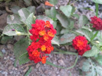 Close-up of red flower