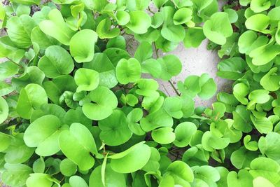 Full frame shot of green leaves