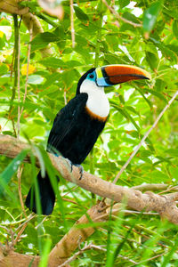 Close-up of bird perching on branch