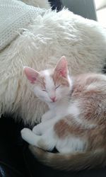 Cat relaxing on bed