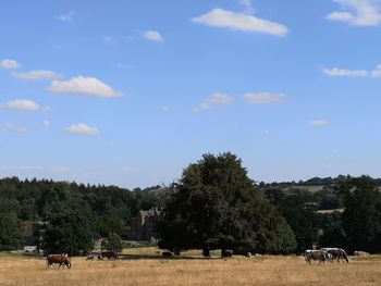 Trees on field against sky