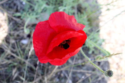 Close-up of red poppy blooming outdoors