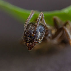 Close-up of an insect