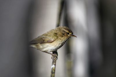 Close-up of bird perching outdoors