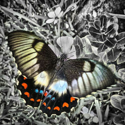 Close-up of butterfly pollinating flower