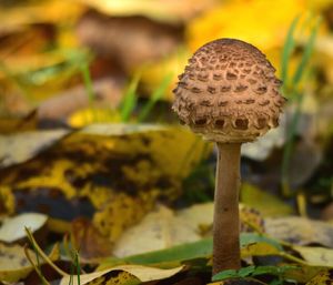 Close-up of mushroom on plant