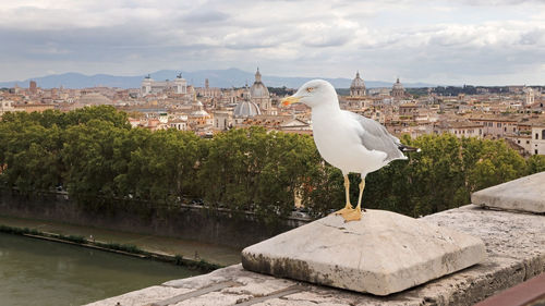 Seagull perching on a building