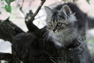 Close-up portrait of a cat