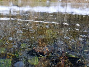 Close-up of wet plants in lake