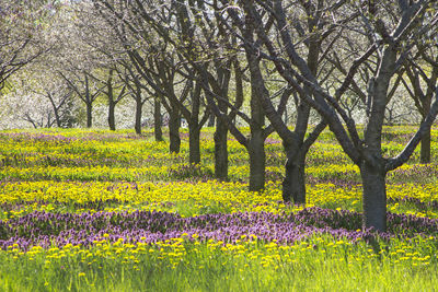 Scenic view of purple flowering plants on field