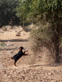 View of dog on field