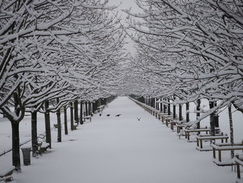 Snow covered walkway amidst trees
