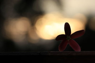 Close-up of red flowering plant