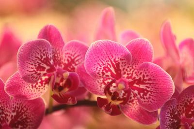 Phalaenopsis orchid shaped like butterflies