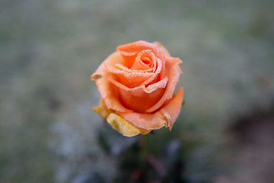 Close-up of rose flower