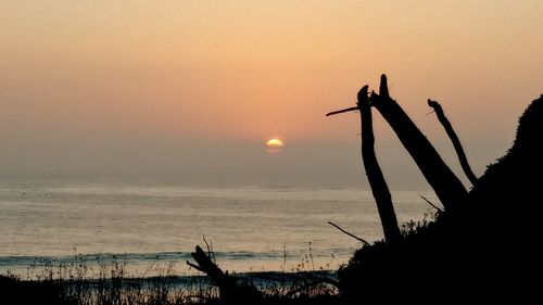 Close-up of silhouette plant by sea against sky during sunset