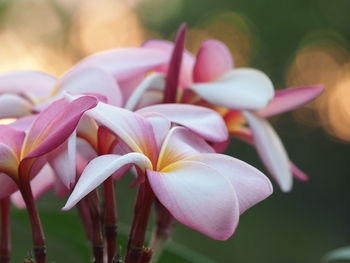 Close-up of pink flowers