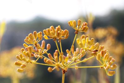 Close-up of yellow flowering plant on field