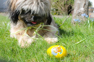 Close-up of grass on grassy field