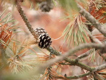 Close-up of butterfly on pine cone