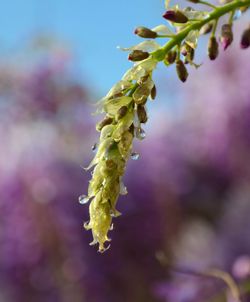 Close-up of flowering plant