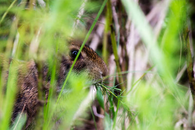 Close-up of lizard on grass