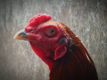 Close-up of a bird