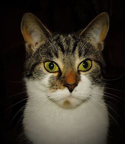 Portrait of cat against black background