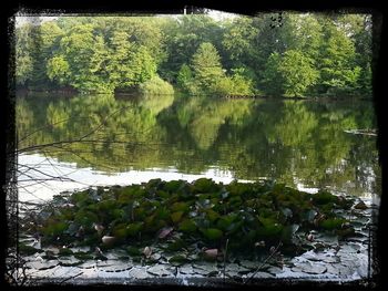 Reflection of trees in pond