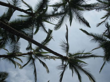 Low angle view of tree against sky