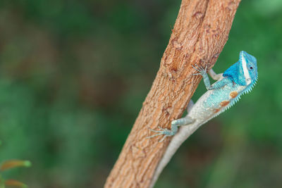 Close-up of lizard on tree