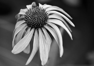 Close-up of white flower