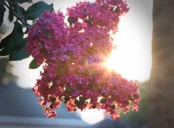 Pink flowers on tree