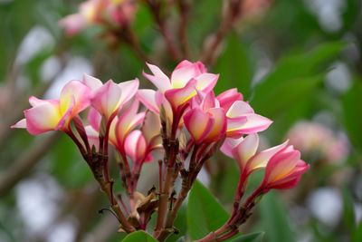 Close-up of pink flowering plant
